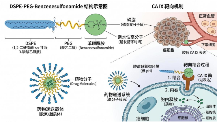 DSPE-PEG-Benzenesulfonamide：利用肿瘤酸度实现碳酸酐酶靶向递送