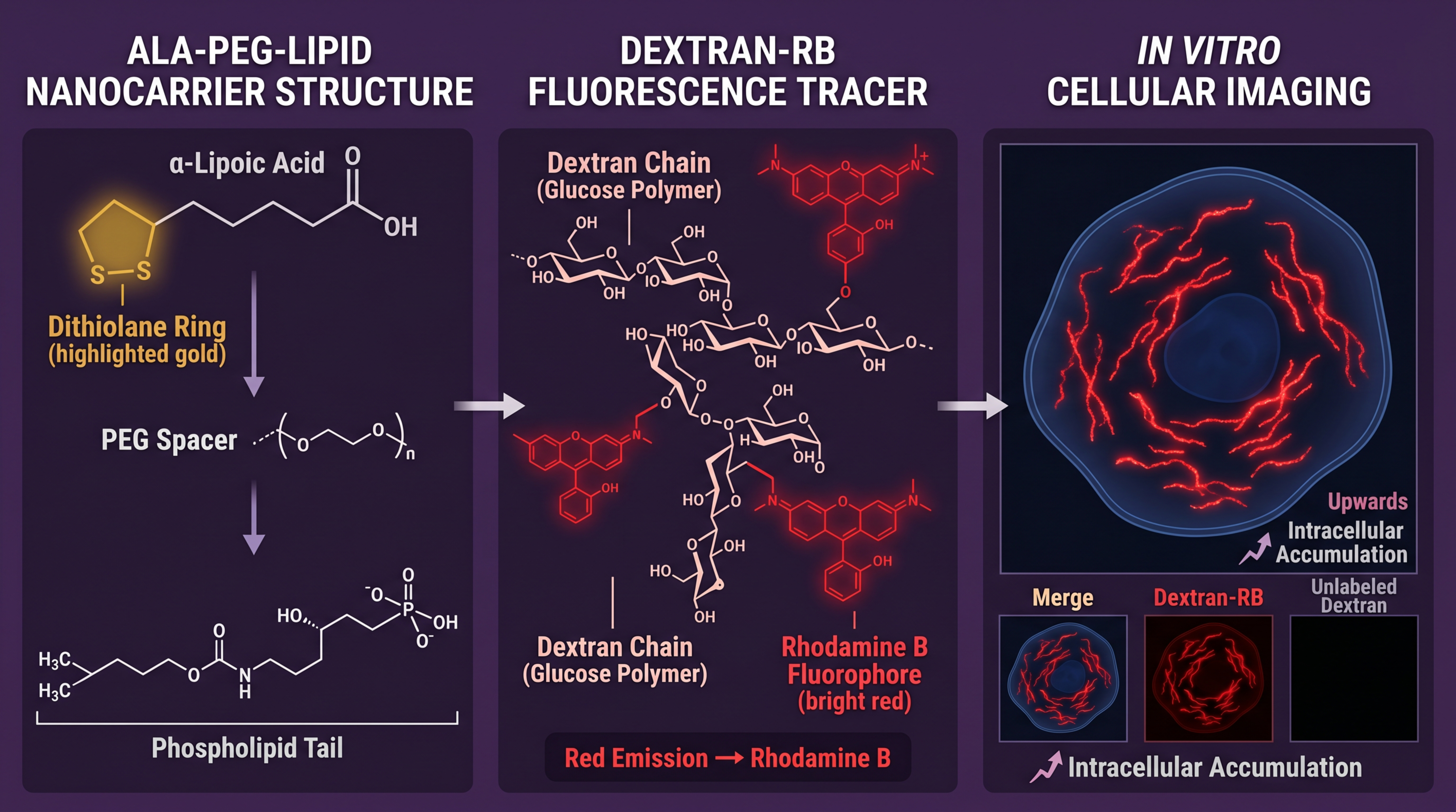 Dextran-RB：罗丹明B标记葡聚糖的荧光示踪与生物成像应用