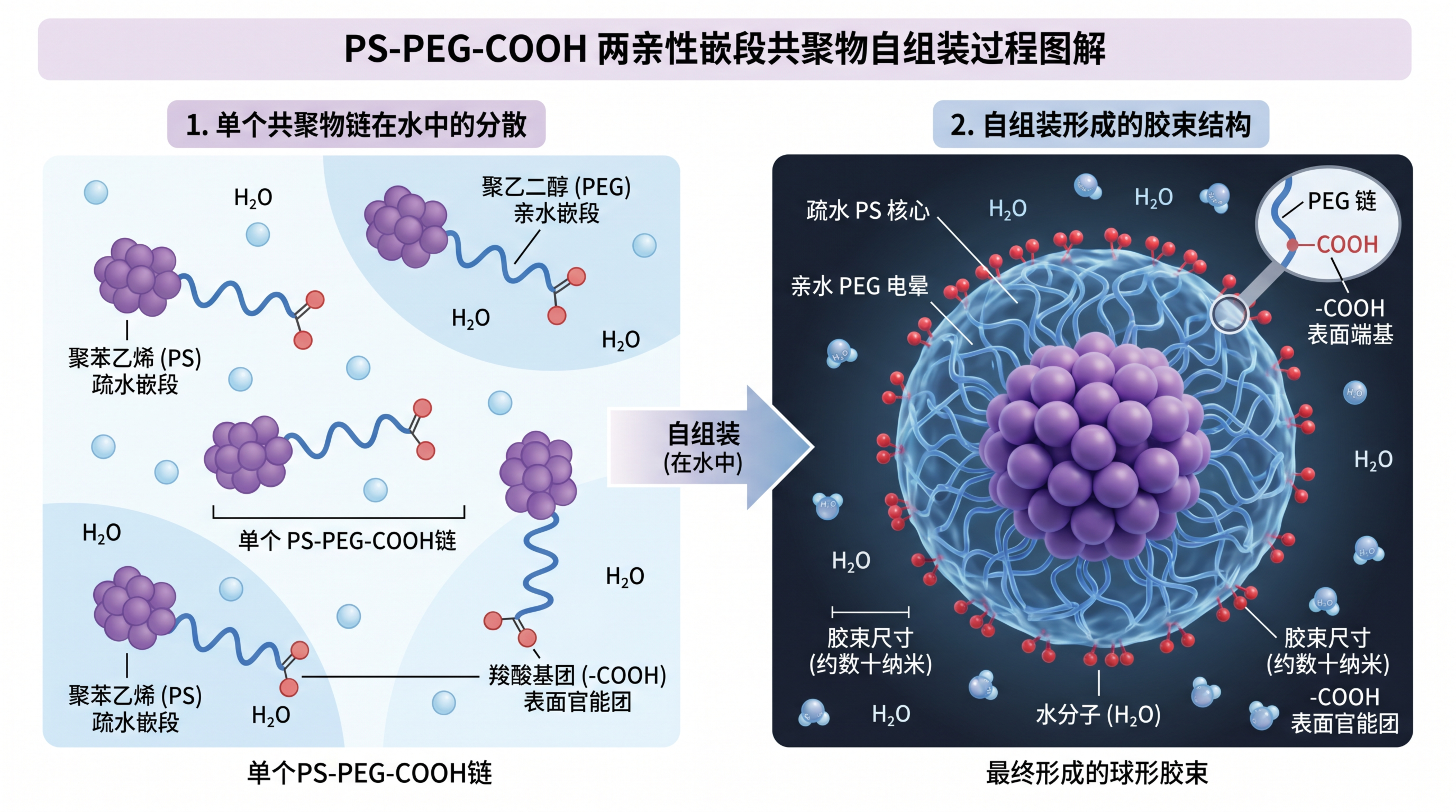 PS-PEG-COOH：聚苯乙烯-聚乙二醇-羧酸的两亲性自组装与应用