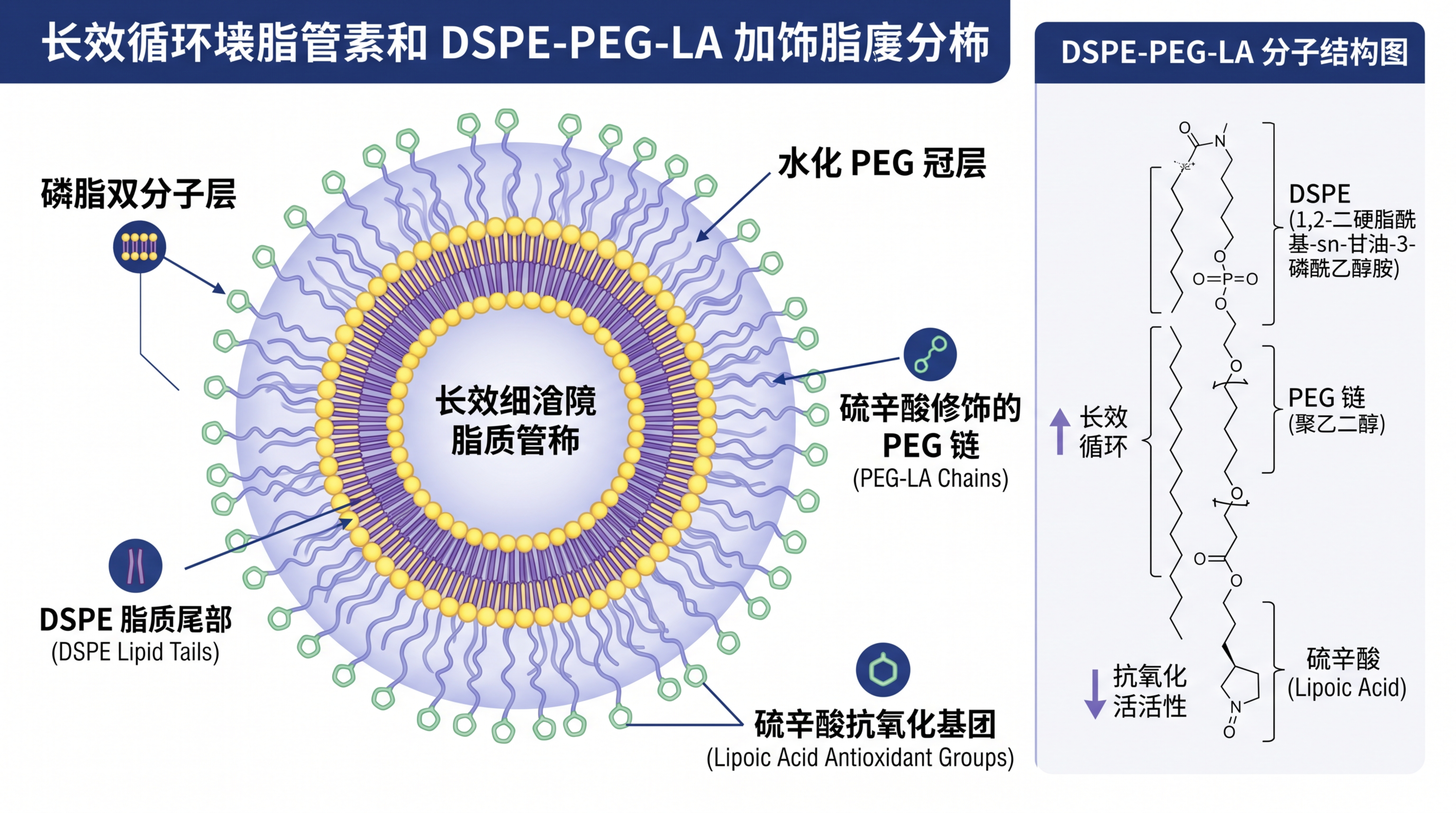 DSPE-PEG-LA：硫辛酸修饰的PEG化磷脂在长循环脂质体中的应用