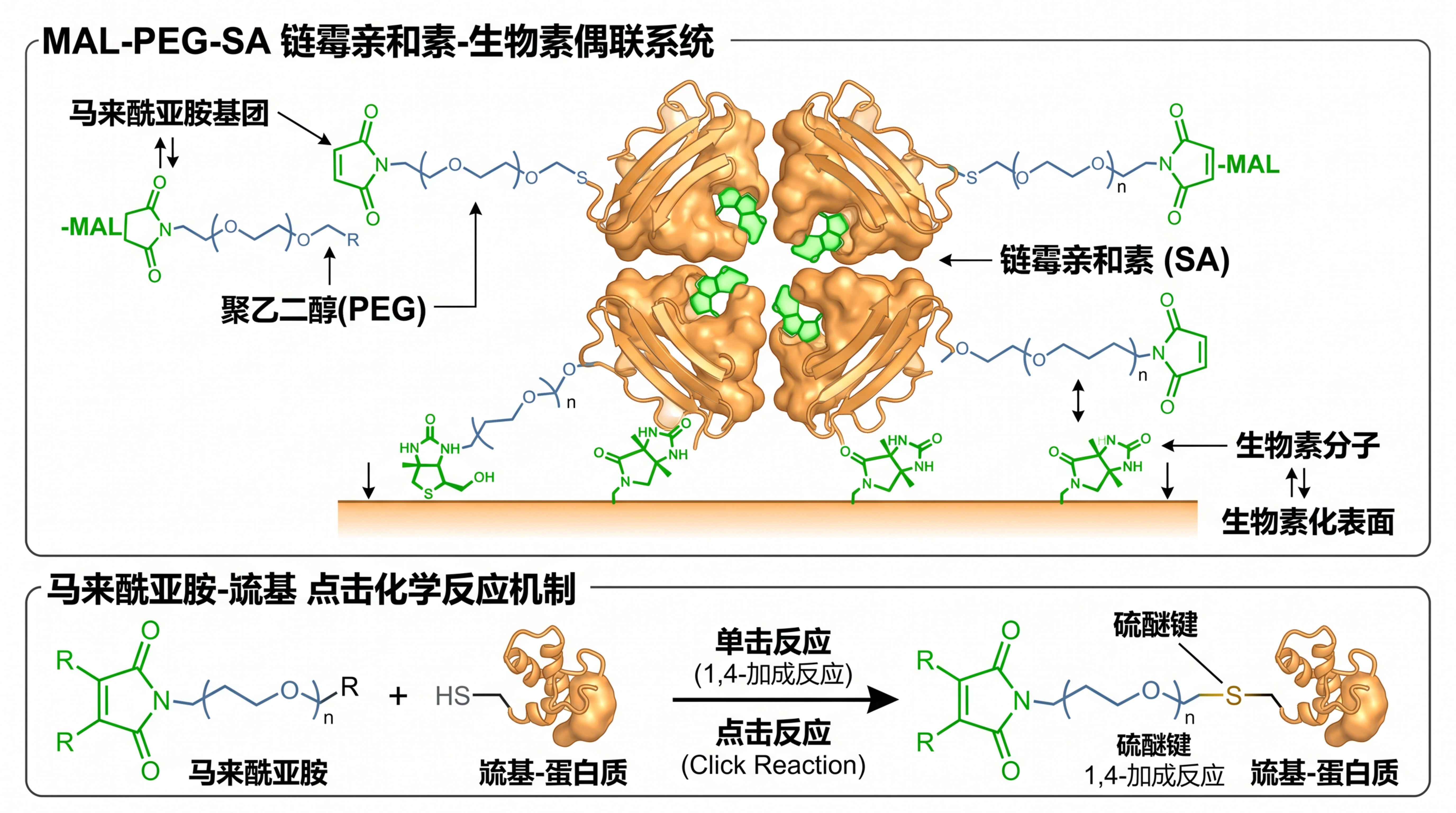MAL-PEG-SA：马来酰亚胺-聚乙二醇-链霉亲和素的生物偶联技术