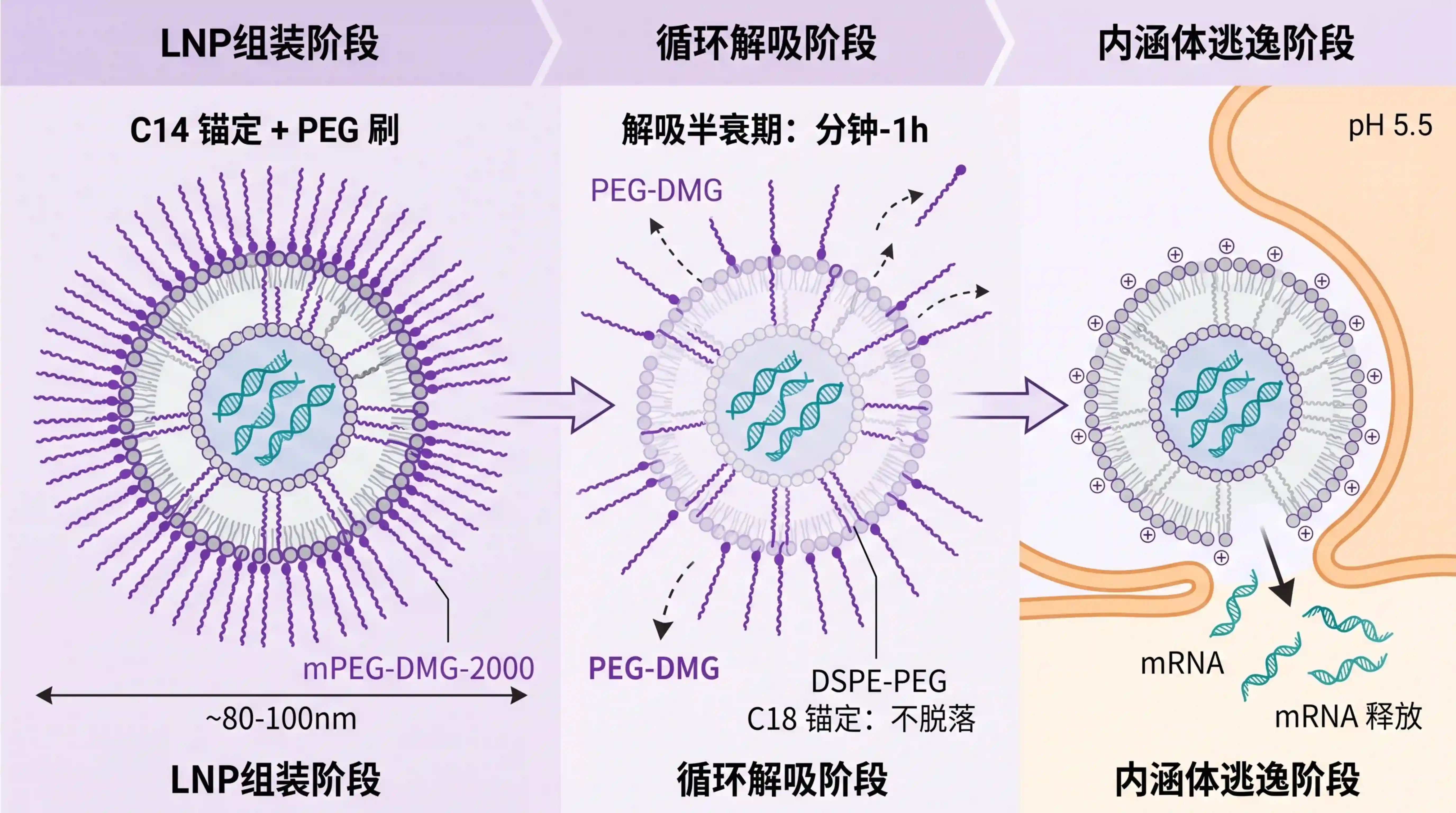 mPEG-DMG-2000：mRNA 疫苗 LNP 锚定脂质的解吸机制与配方优化