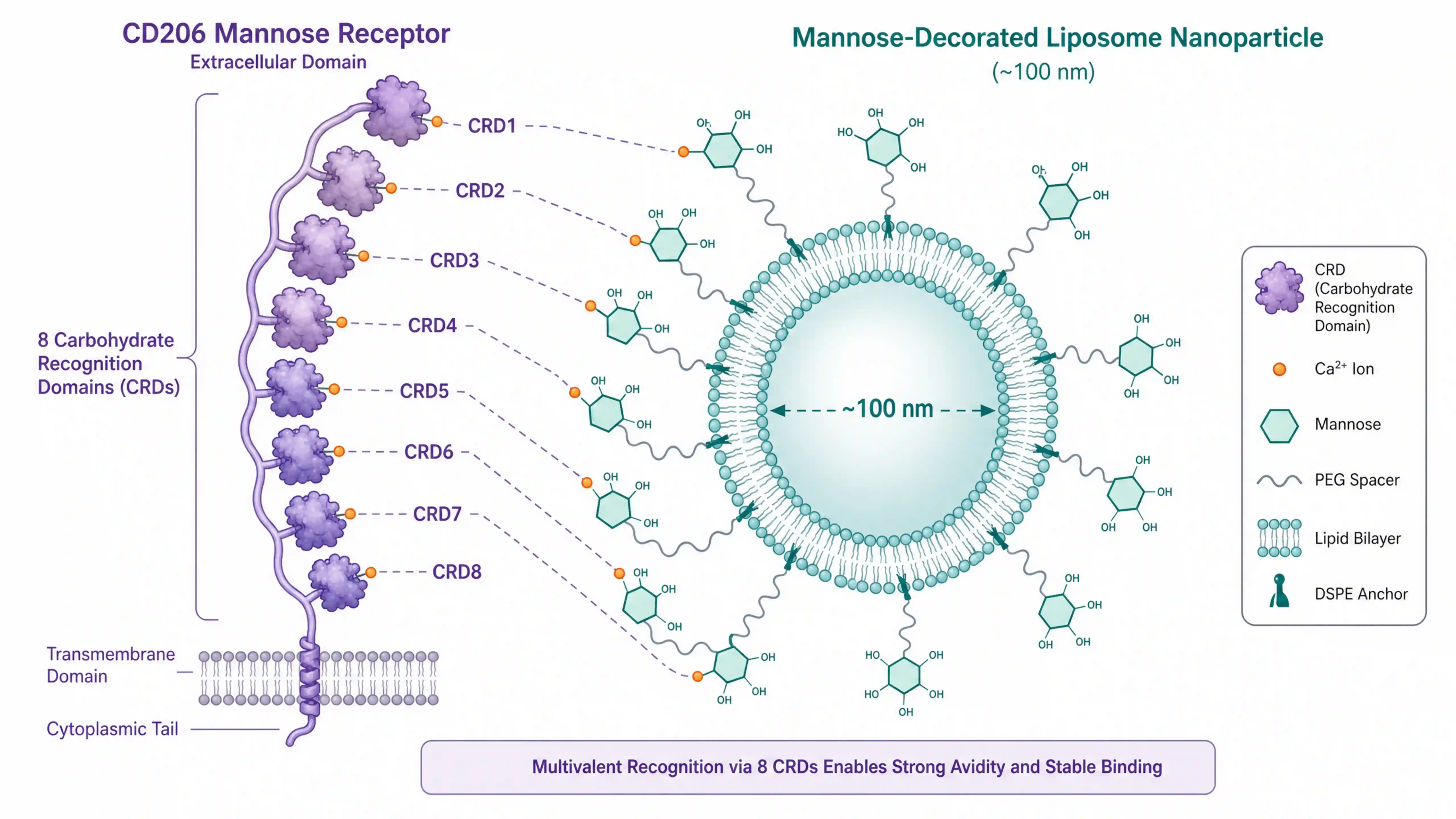 DSPE-PEG-Man甘露糖磷脂：CD206靶向递送的三维选型