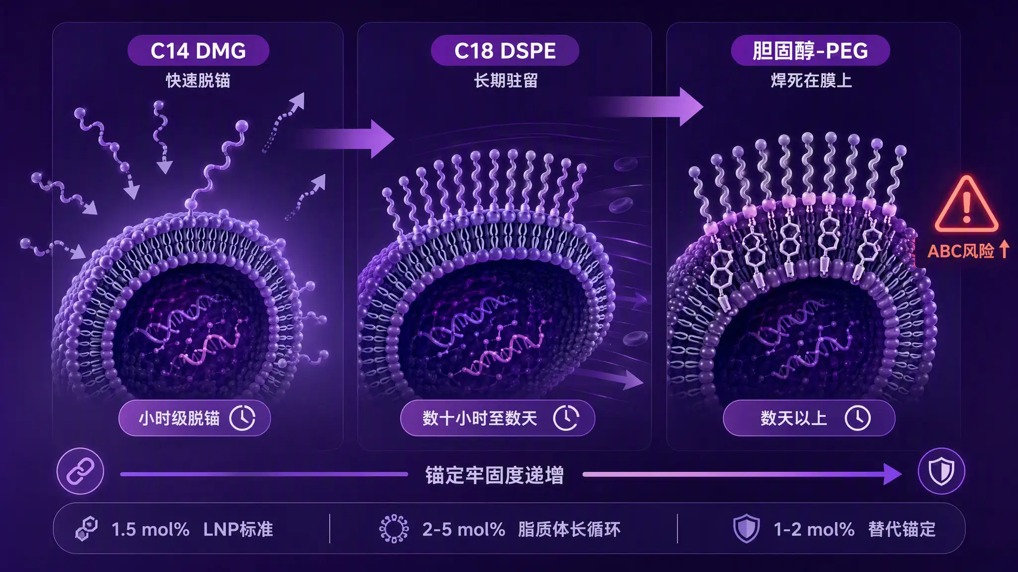 PEG-脂质链长梯度：C14/C18/胆固醇三档锚定