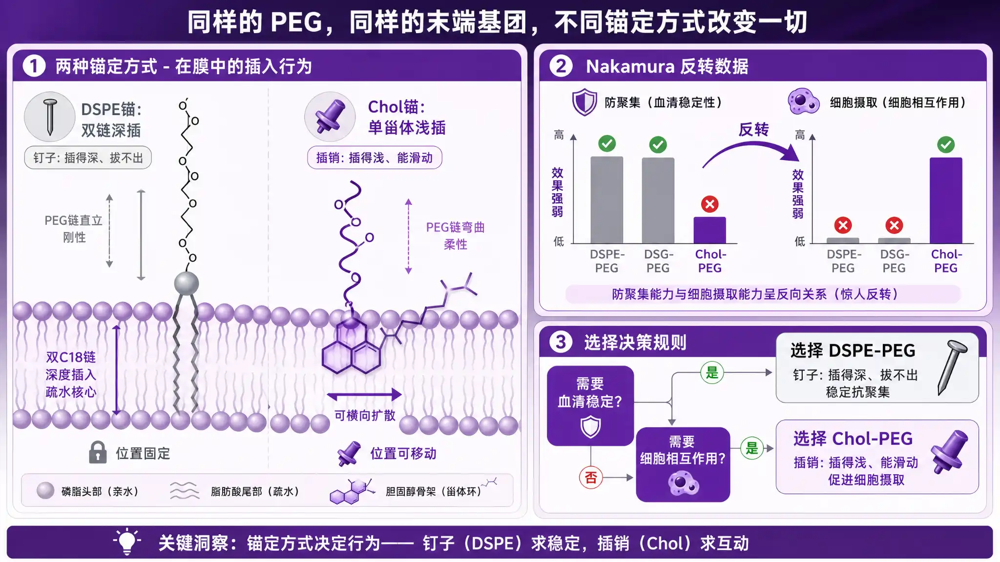 Chol-PEG：当锚定脂质换成胆固醇&mdash;&mdash;磷脂锚与甾体锚的膜行为差异与场景选型