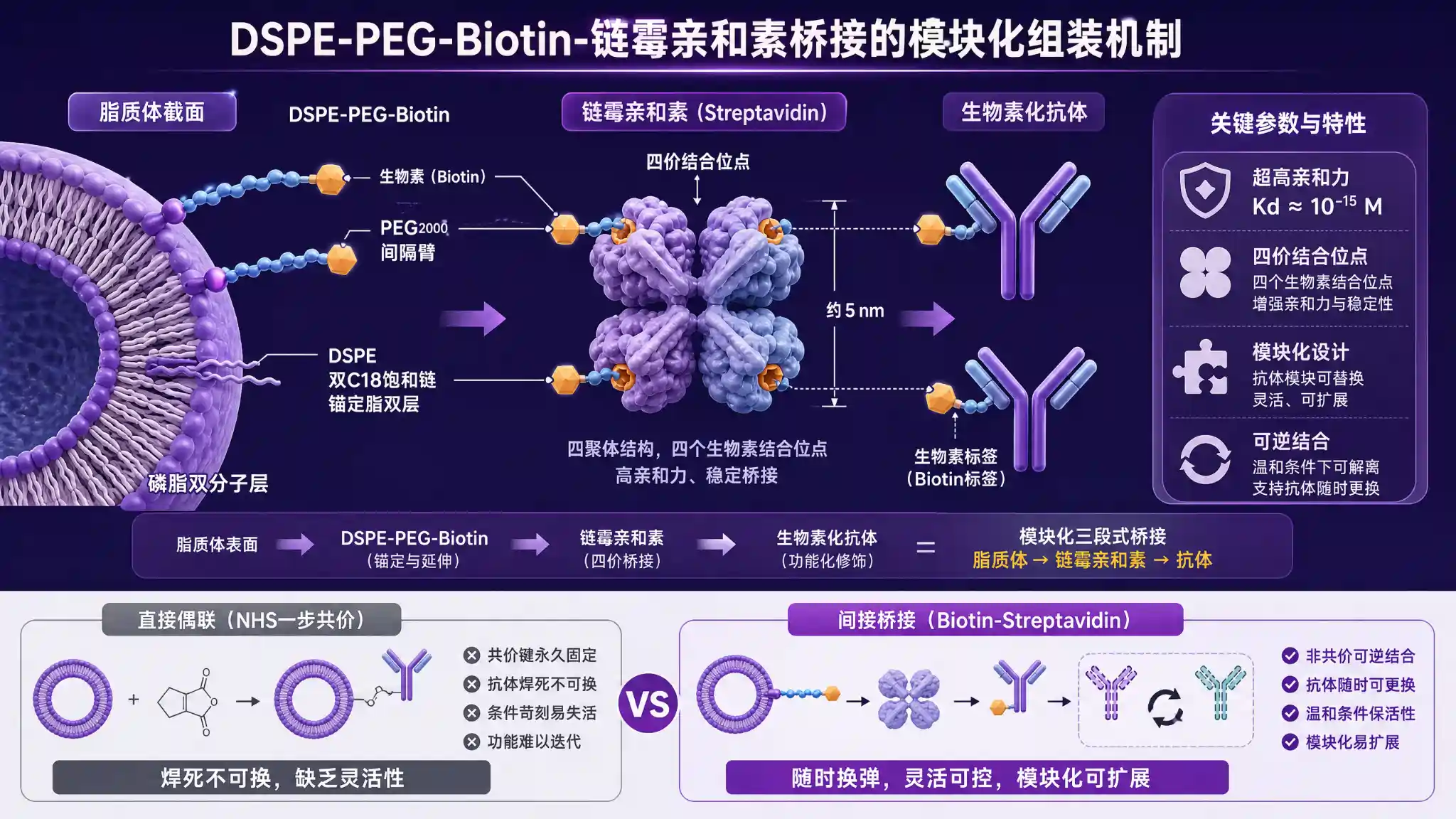 DSPE-PEG-Biotin：亲和素桥接的"分子扳手"&mdash;&mdash;间接偶联的范式差异与场景选型