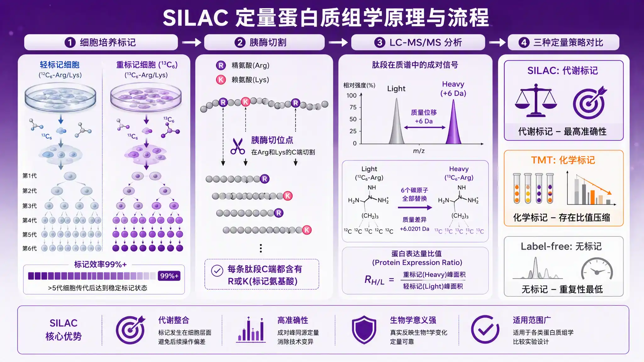 稳定同位素标记氨基酸&mdash;&mdash;蛋白质组学定量的"代谢砝码"：SILAC 的代谢标记逻辑与场景选型