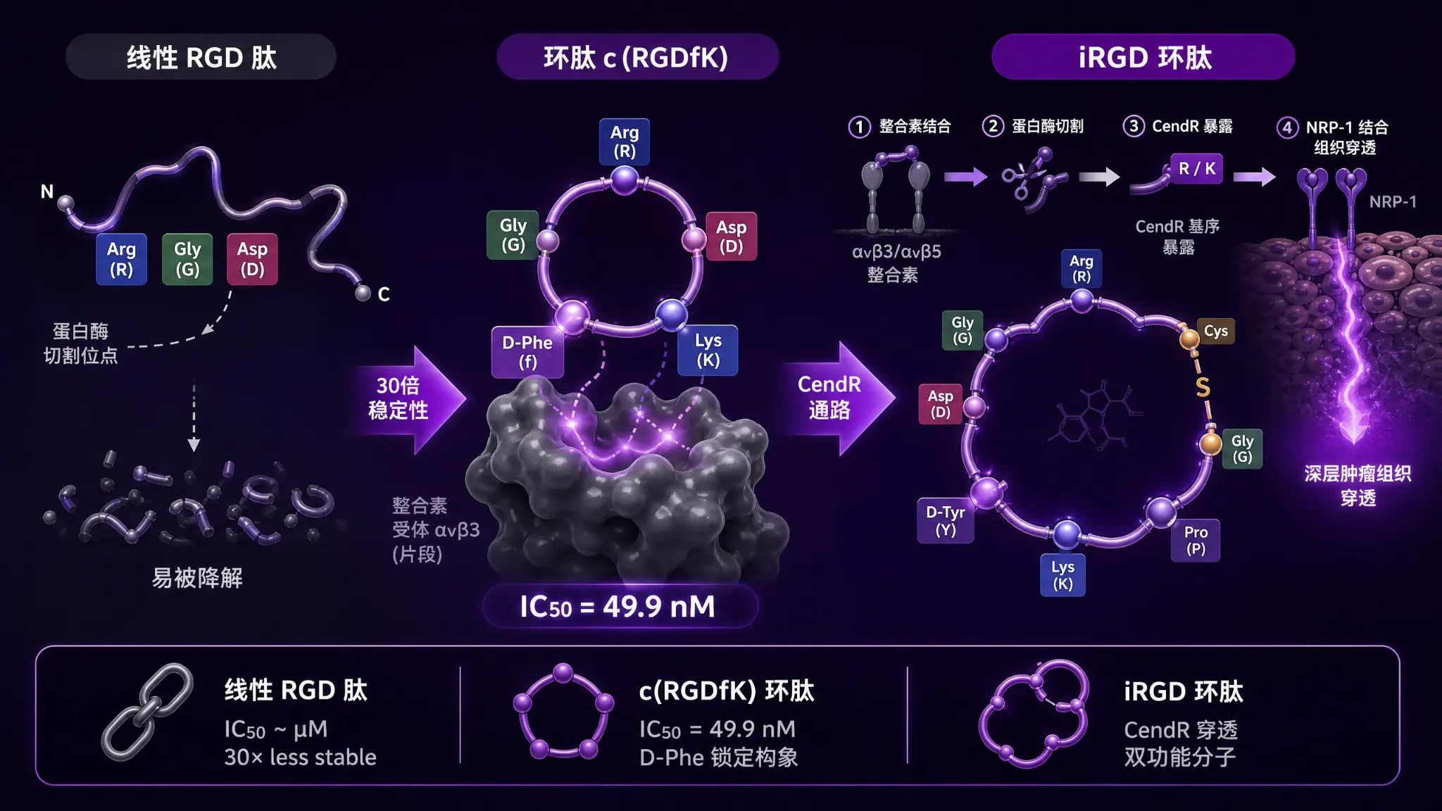 RGD-PEG靶向递送：从线肽到环肽的构效跃迁与选型决策