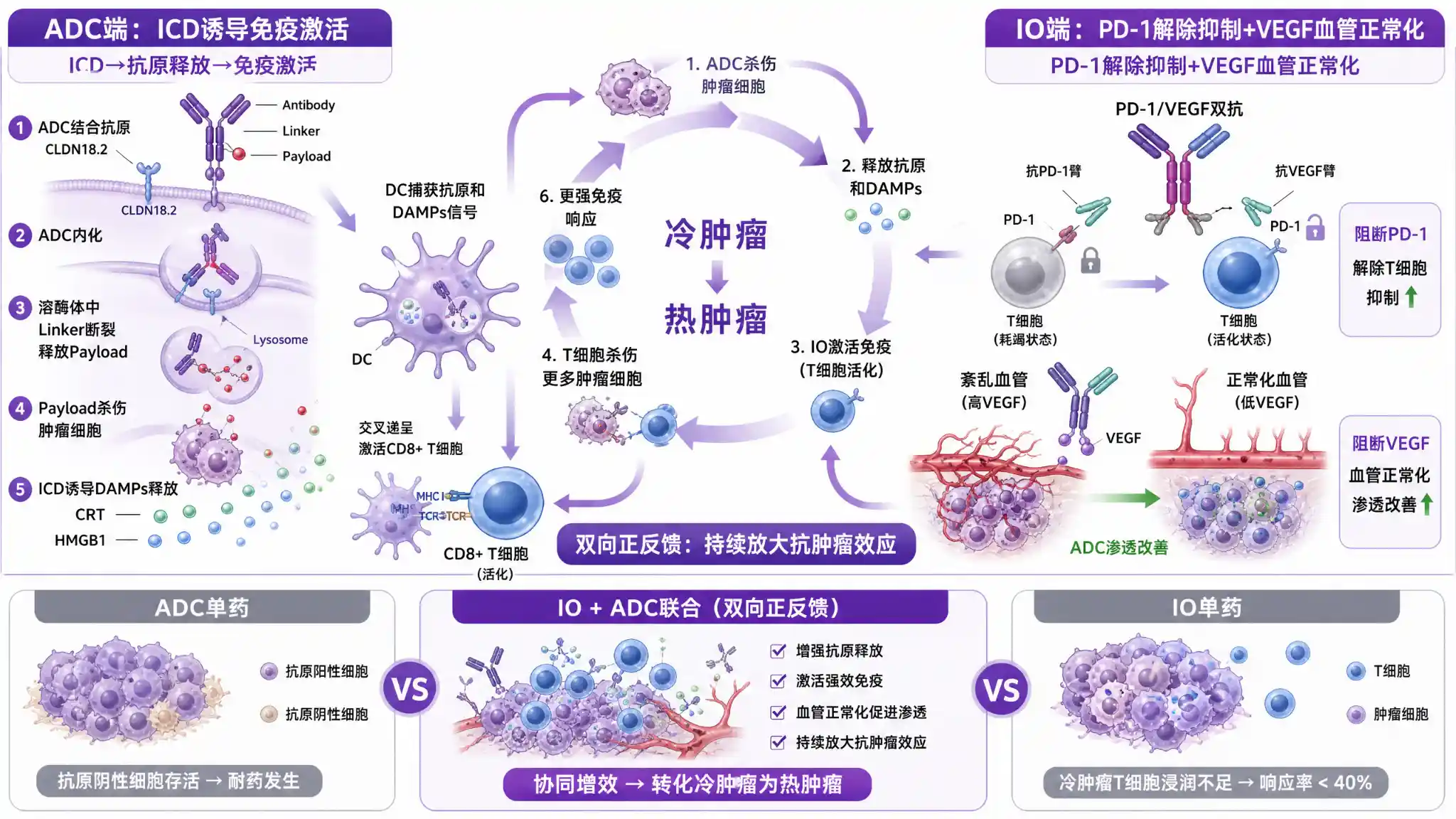 IO与ADC联合疗法双向正反馈协同机制详图:左侧ADC通过抗体识别肿瘤抗原内化后释放payload杀伤肿瘤细胞,诱导免疫原性细胞死亡ICD释放钙网蛋白和HMGB1危险信号,激活树突状细胞交叉递呈肿瘤抗原给CD8阳性T细胞;右侧PD-1/VEGF双抗同时阻断PD-1免疫检查点恢复T细胞杀伤功能和VEGF信号促使肿瘤血管正常化改善ADC渗透;中央正反馈环路箭头连接两条路径形成冷肿瘤变热肿瘤的完整免疫激活循环