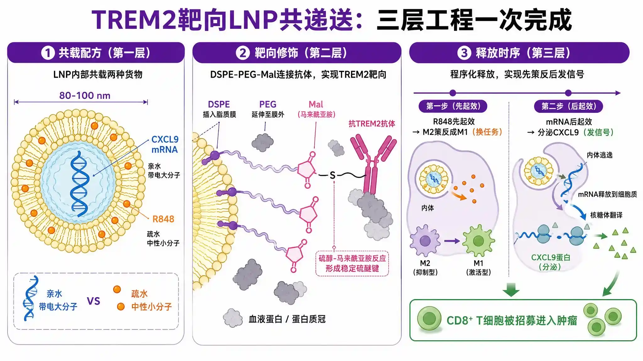TREM2靶向LNP共递送三层工程耦合示意图:共载配方层mRNA内水相R848膜嵌入、靶向修饰层DSPE-PEG-Mal抗体偶联、释放协调层R848先起效mRNA后起效的时序设计