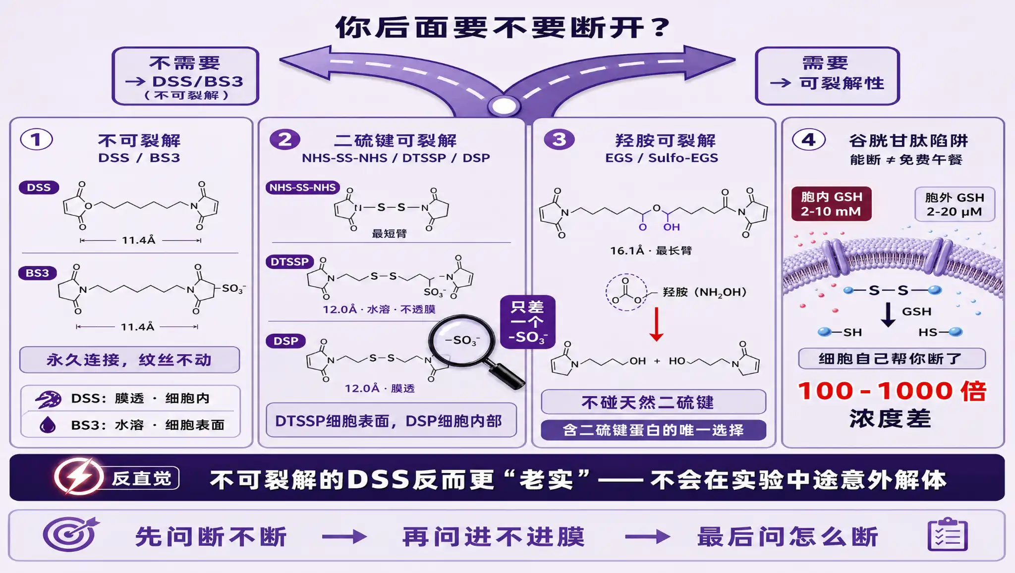交联剂选DSS还是DTSSP？断不断、怎么断的四维决策口诀