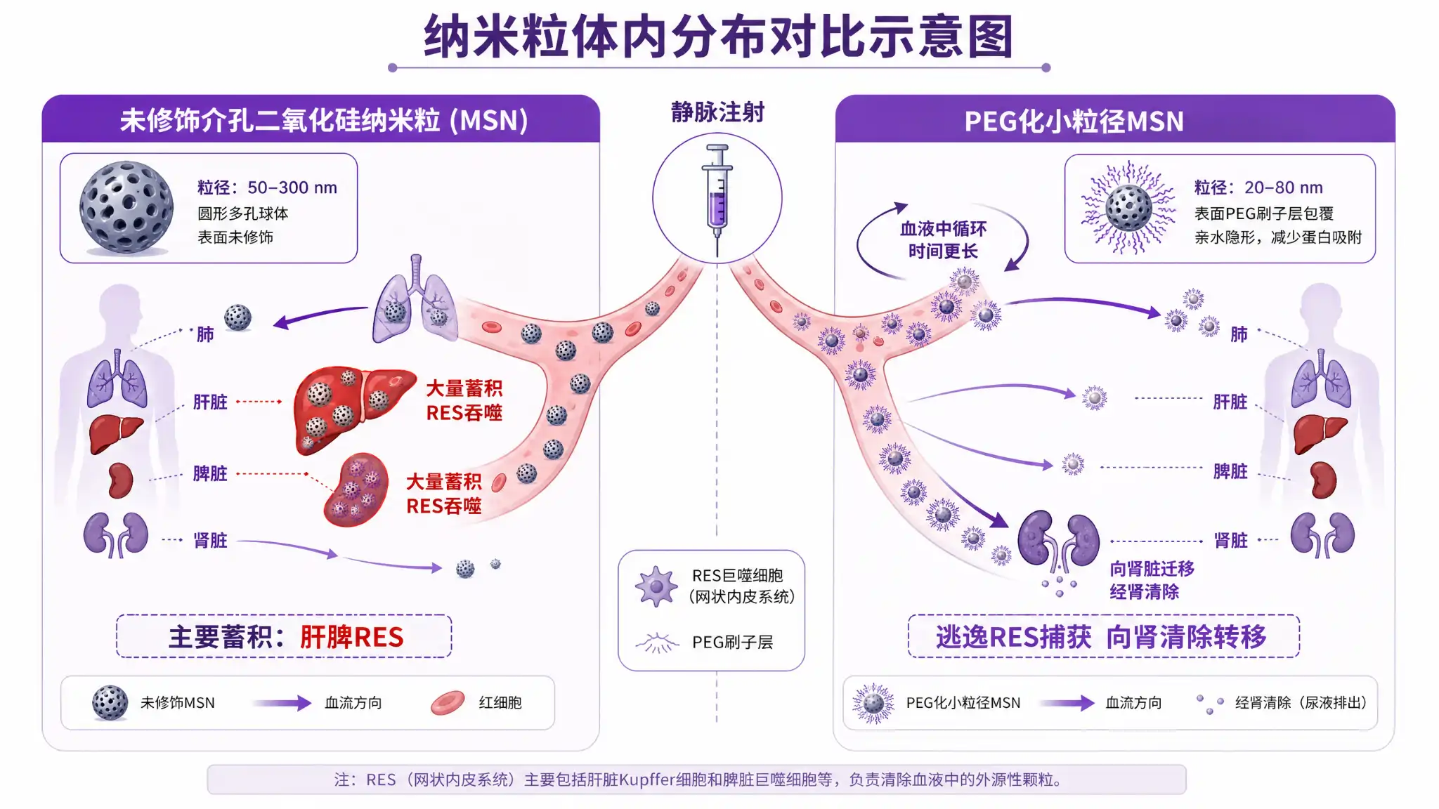 介孔二氧化硅纳米粒体内分布对比:未修饰MSN主要蓄积于肝脾RES器官,PEG化小粒径MSN可逃逸RES捕获并向肾清除途径转移