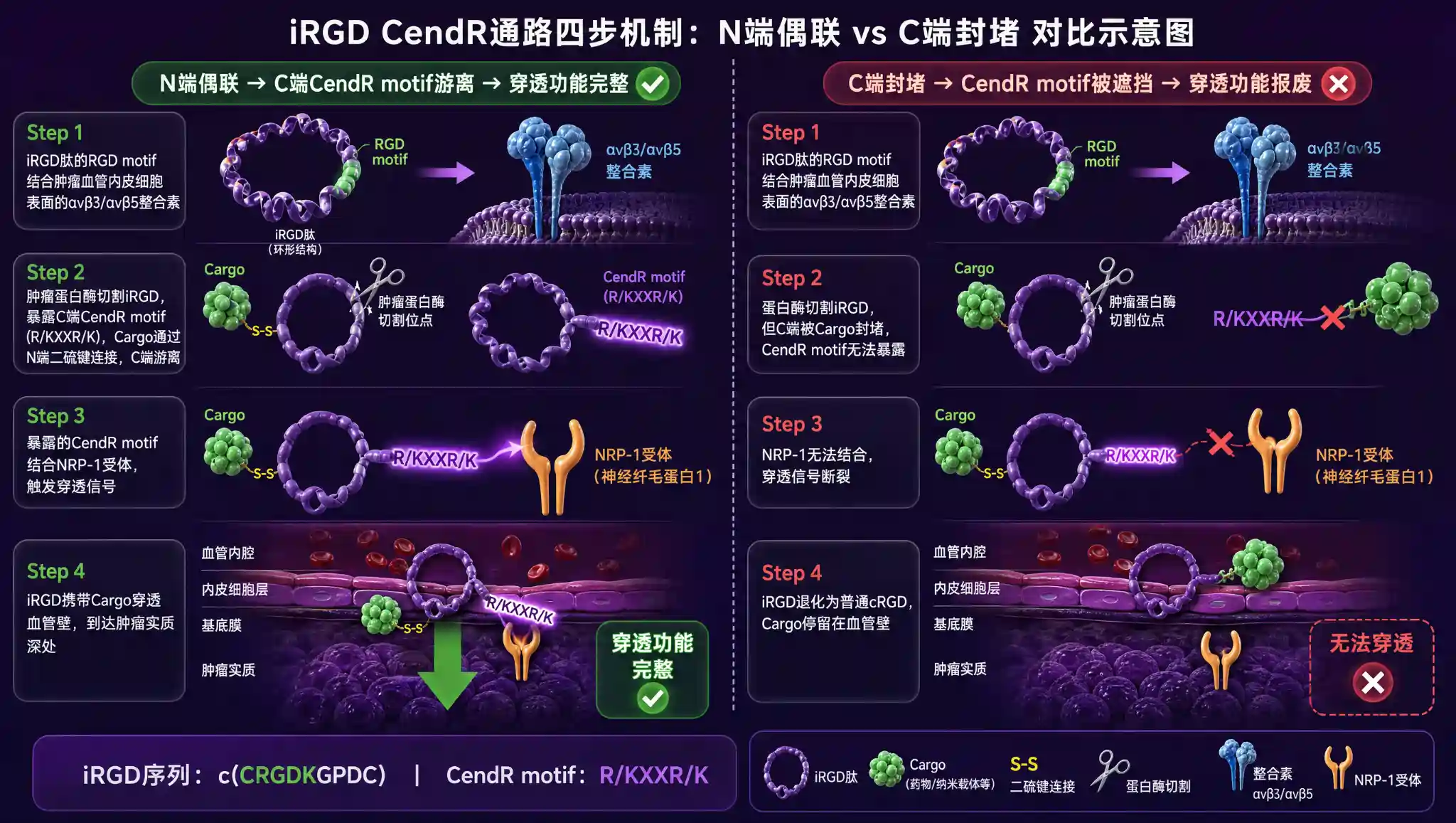 iRGD CendR通路四步机制与N端偶联vs C端封堵对比示意图:整合素归巢→蛋白酶切割→NRP-1结合→肿瘤穿透,N端偶联保持CendR motif游离 vs C端封堵导致穿透功能报废